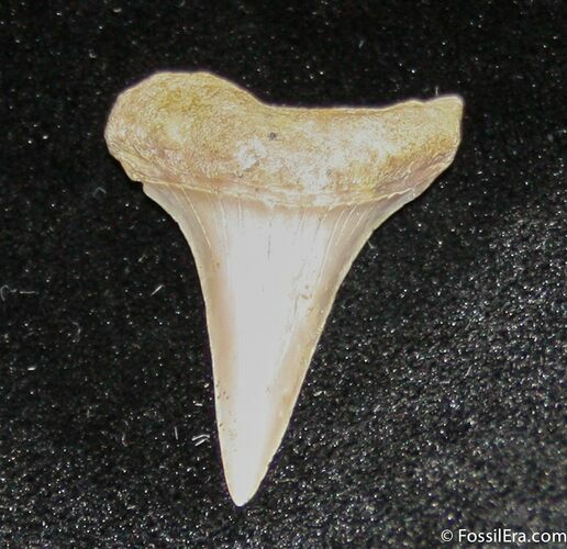 Small Mako Shark Tooth Fossil (Sharktooth Hill) #850